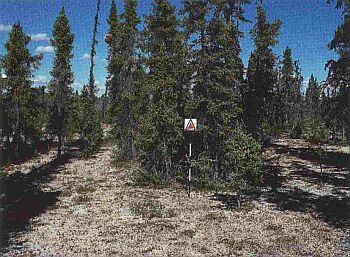 C1 - Spruce–Lichen Woodland
