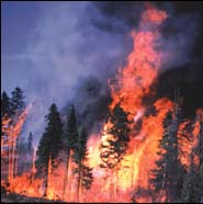Image d'un incendie de forêt