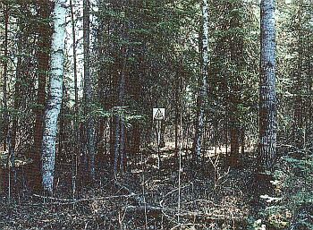 M1 - Forêt boréale mixte, sans feuilles