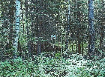 M2 - Forêt boréale mixte, avec feuilles