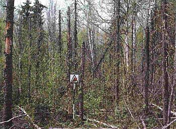 M3 - Forêt mixte à sapins baumiers morts, sans feuilles