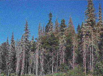 M4 - Forêt mixte à sapins baumiers morts, avec feuilles